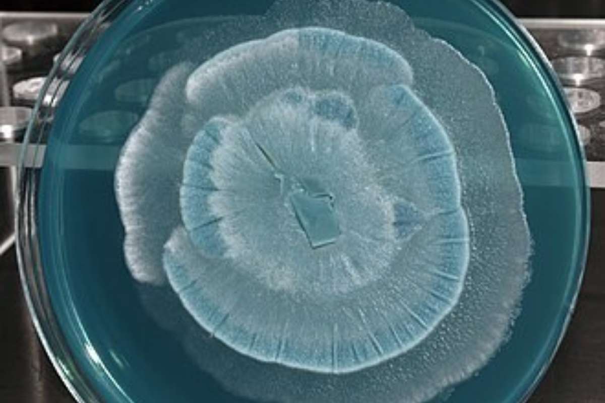 Voici comment certains champignons peuvent déclencher la pluie selon une nouvelle découverte scientifique