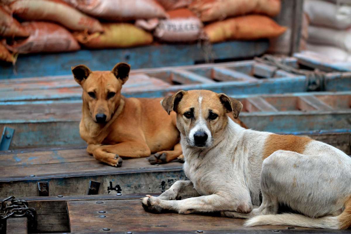 En Inde, des millions de chiens errants deviennent territoriaux… et le phénomène inquiète