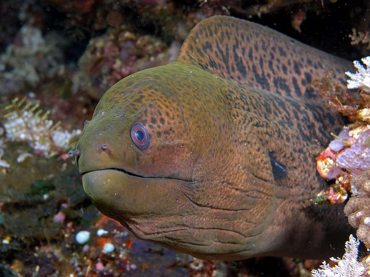 La murène géante fait équipe avec d'autres poissons pour chasser