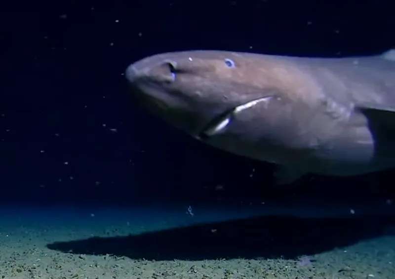 Pour la première fois dans l’histoire, un requin a été filmé dans les eaux de l’Antarctique