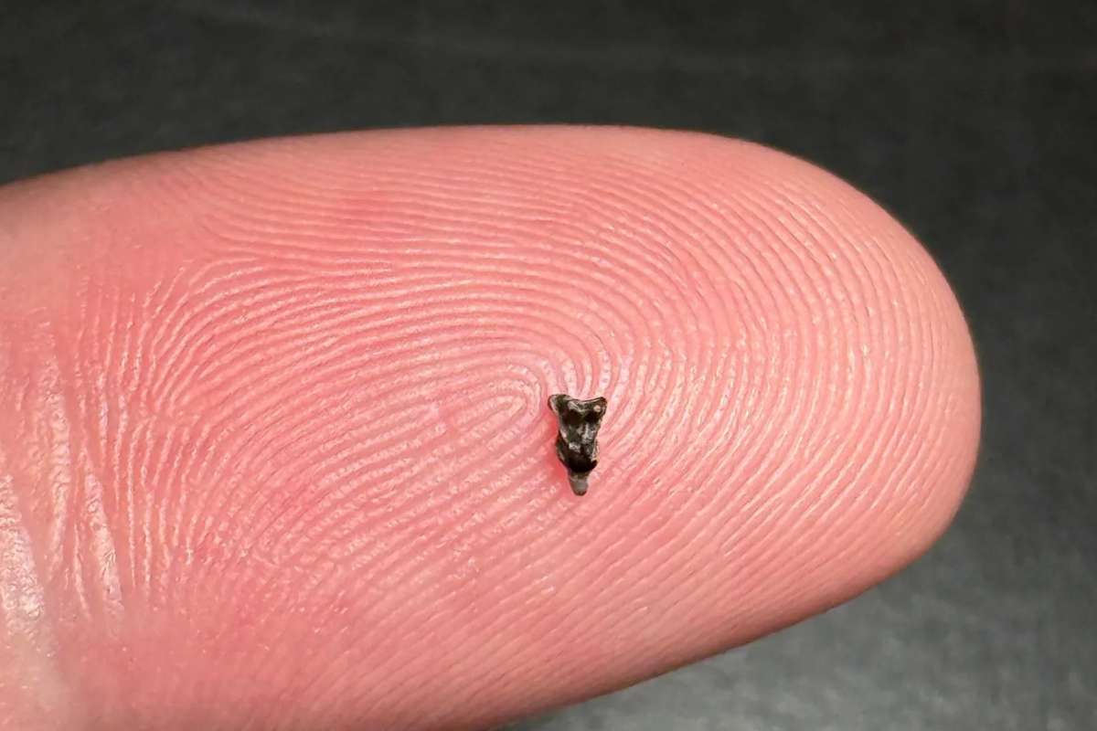 Plus petites qu'un ongle, ces dents fossiles pourraient réécrire l'histoire de nos origines