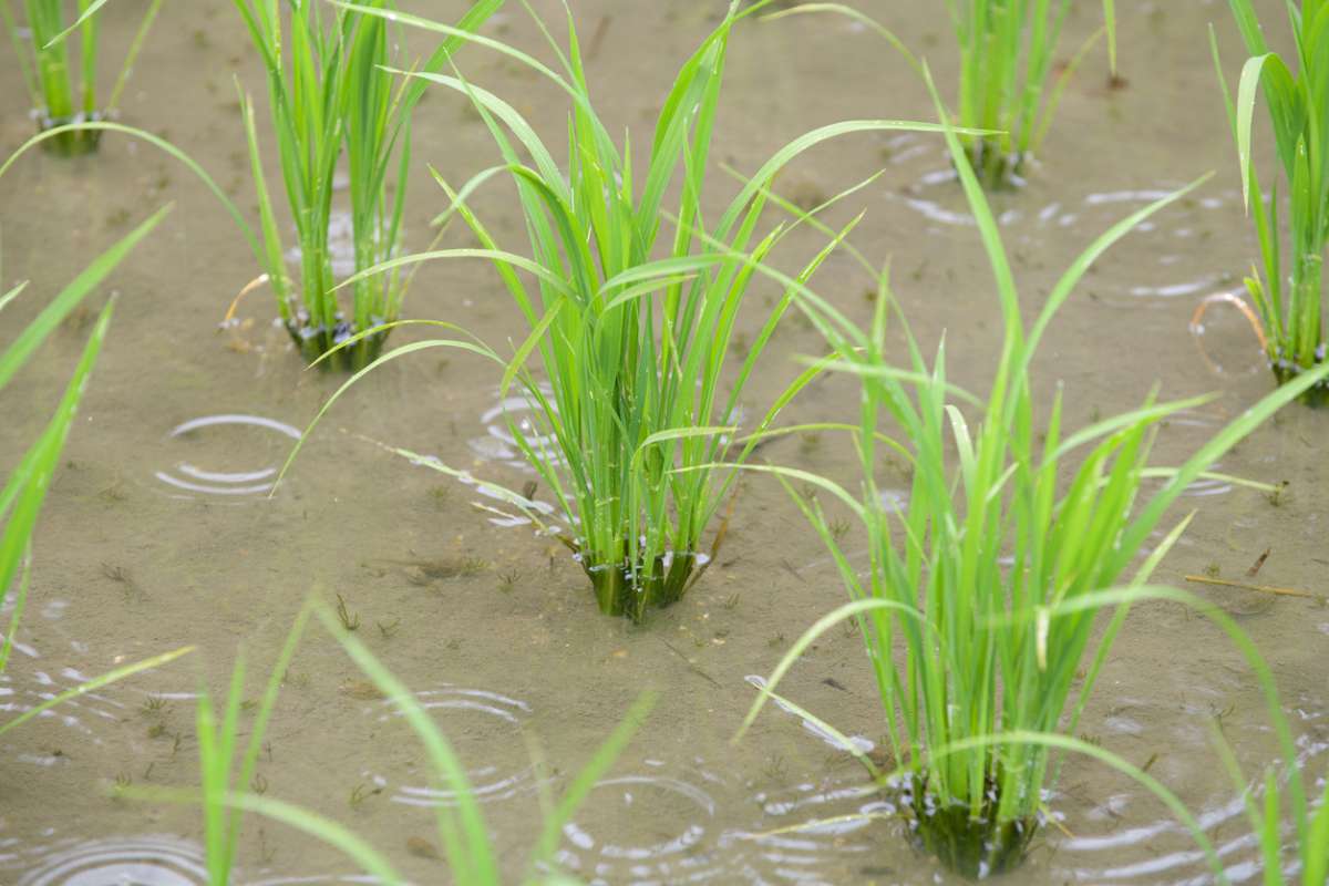 Ces graines germent 40 % plus vite quand elles « entendent » la pluie : voici la stupéfiante découverte du MIT