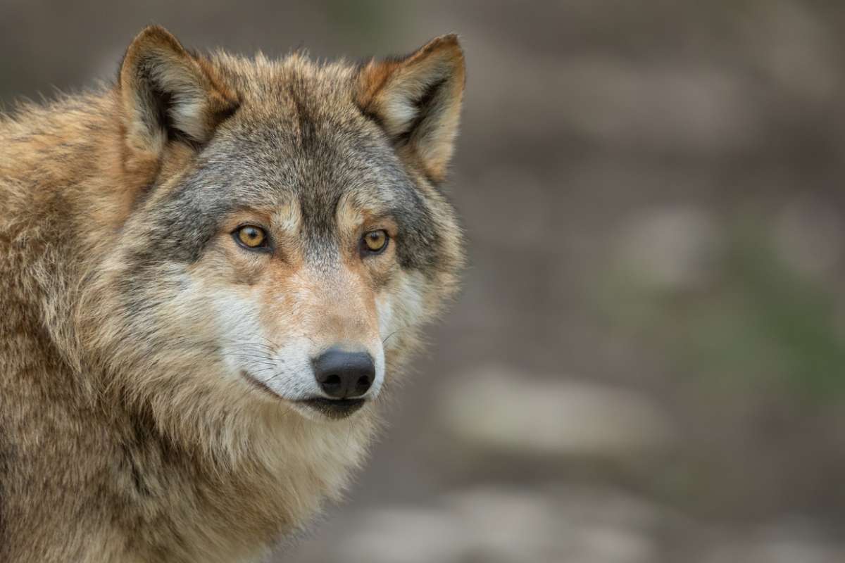 Découverte rare : cet animal mi-chien mi-loup pose une vraie question sur la nature