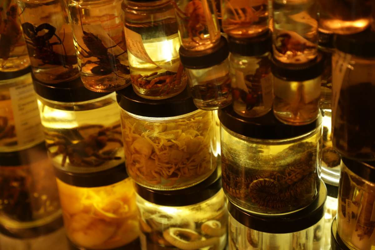 Vieux de 200 ans, ces bocaux de Darwin révèlent enfin leurs secrets... sans être ouverts