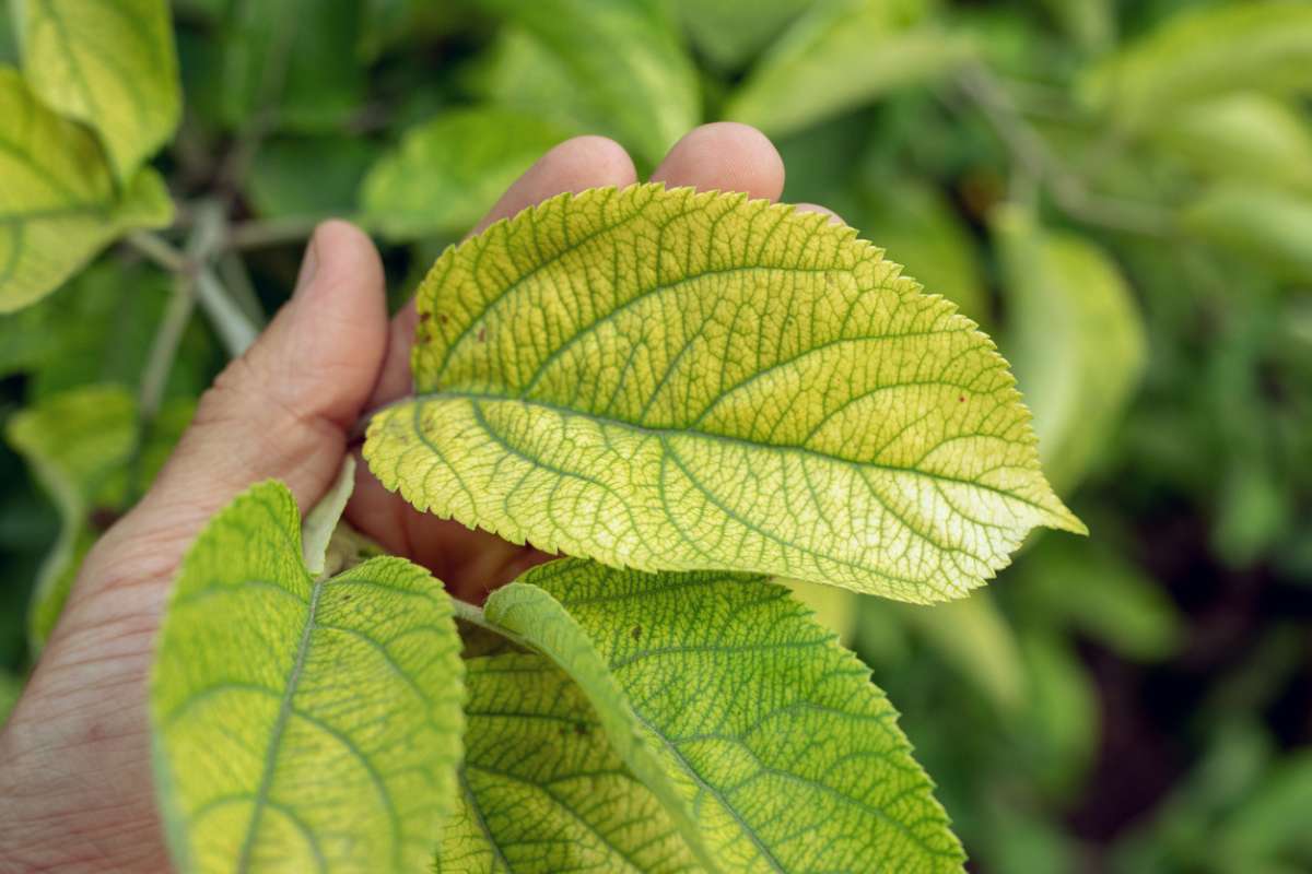 Les plantes émettent des sons quand elles souffrent : voici la fascinante découverte de chercheurs