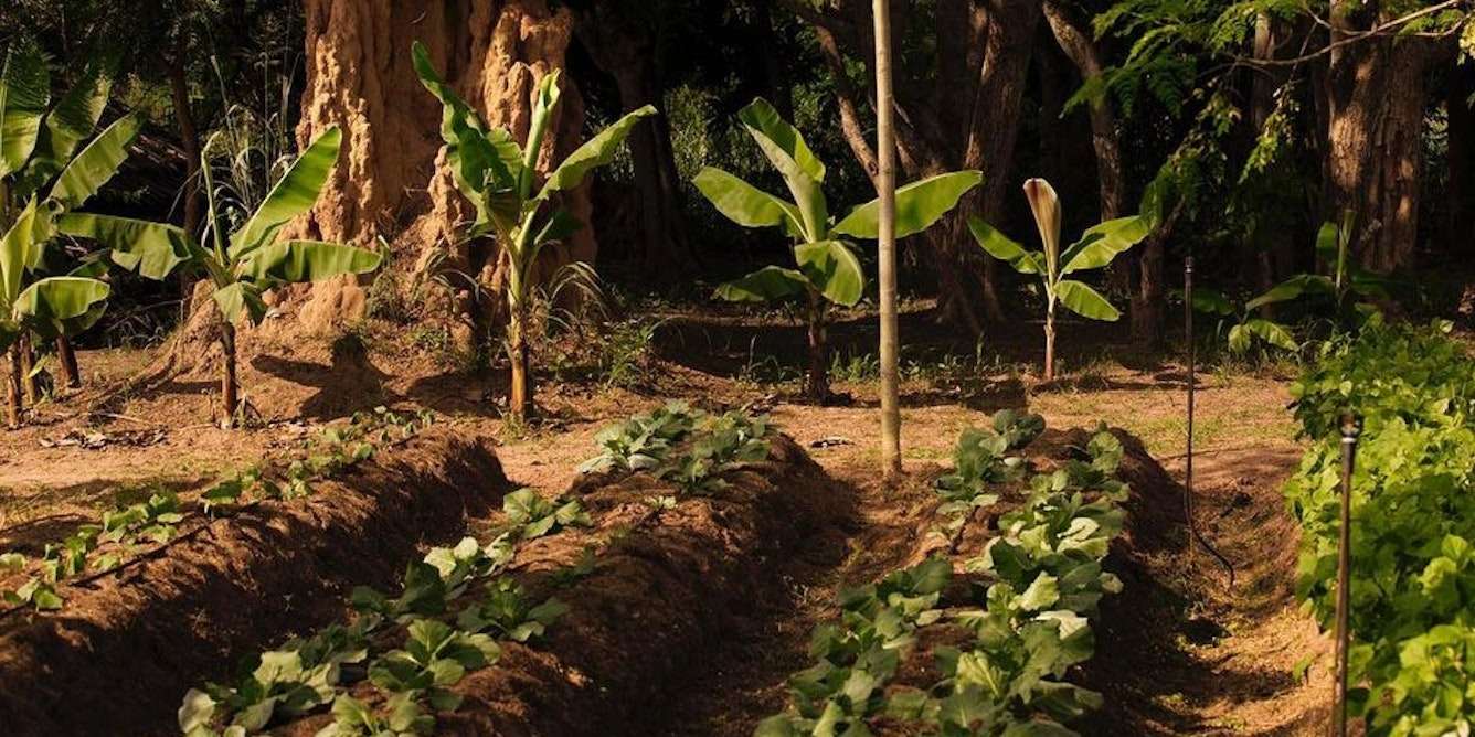 Agriculture intensive contestée : les alternatives sont-elles comparables ?