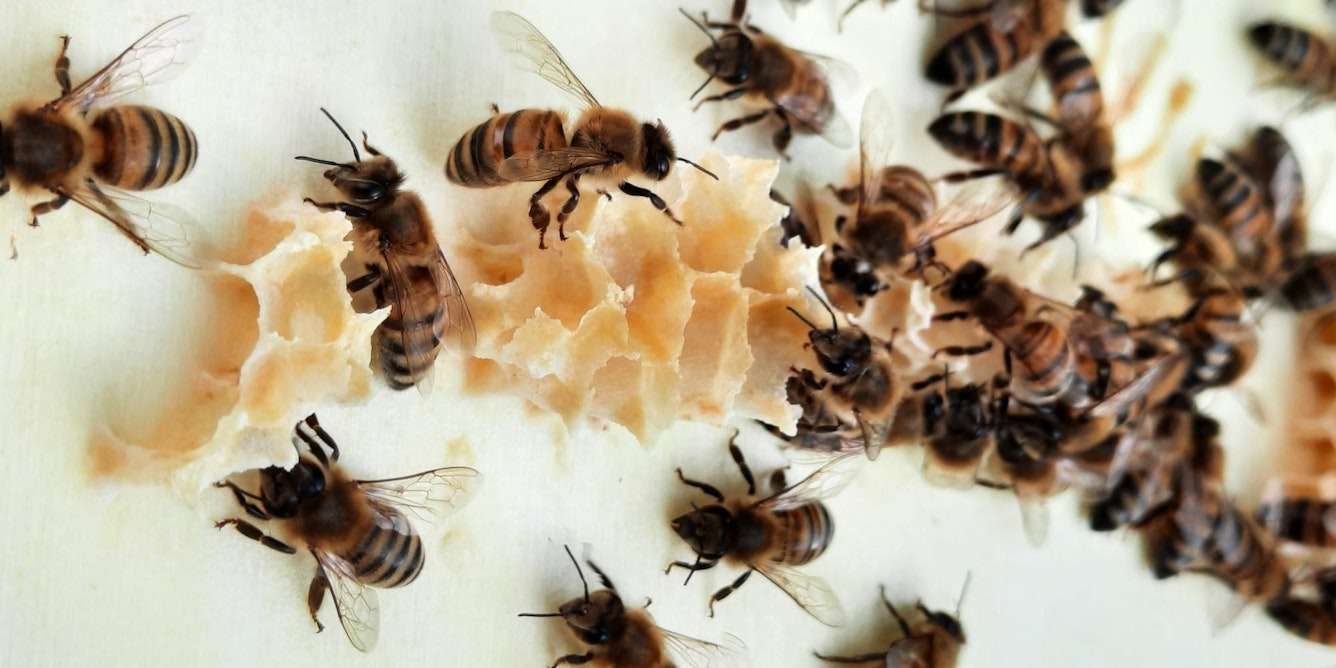 Ce que cache notre histoire avec les abeilles pourrait peser sur notre alimentation