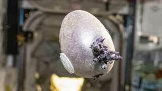 On a cru à un œuf Alien dans l’espace… La réalité derrière l’image est plus inattendue encore