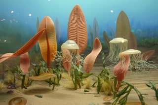 Découverte surprenante : ces fossiles vieux de 550 millions d'années réécrivent entièrement l'histoire des premiers animaux terrestres