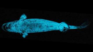 39b42bee39_50259219_requin-lumiere.jpg