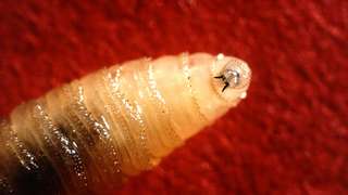 3f8f88d9c5_50256224_new-world-screwworm-larva.jpg