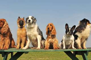 46010aafa7_50254708_2-race-chien-intelligence.jpg