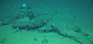 6ea12af5bb_50256484_cimetiere-baleines.jpg