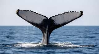 7cb78fd674_50255571_bresil-australie-baleine.jpg