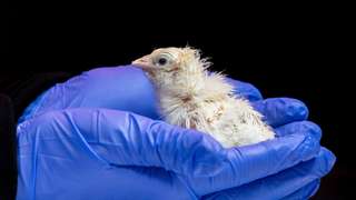 90a6c569a8_50255485_pousin-oeuf-artificiel-colossal-biosciences.jpg