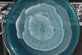 9e6f71a535_50255782_champignons-bacteries-pluie.jpg