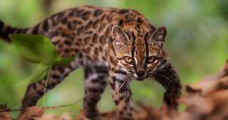 a036ed0709_50260969_foret-chat-tigre.jpg