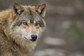 d75af6c33e_50254392_hybridation-chien-loup.jpg