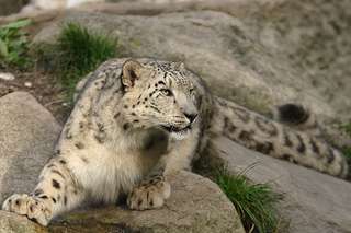 f7c4382ef2_18383_8021-snow-leopard-uncia-uncia-2.jpg