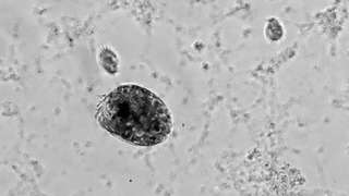 La photo de la semaine : un « Hulk » microscopique filmé en train de se déchaîner contre les siens !