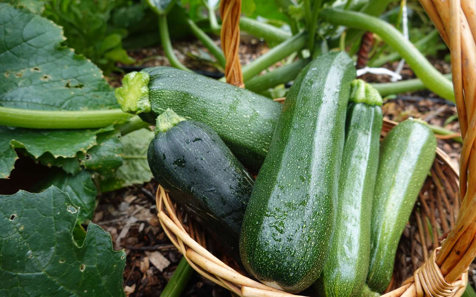 Ces gestes simples peuvent transformer vos pieds de courgettes en véritables champions