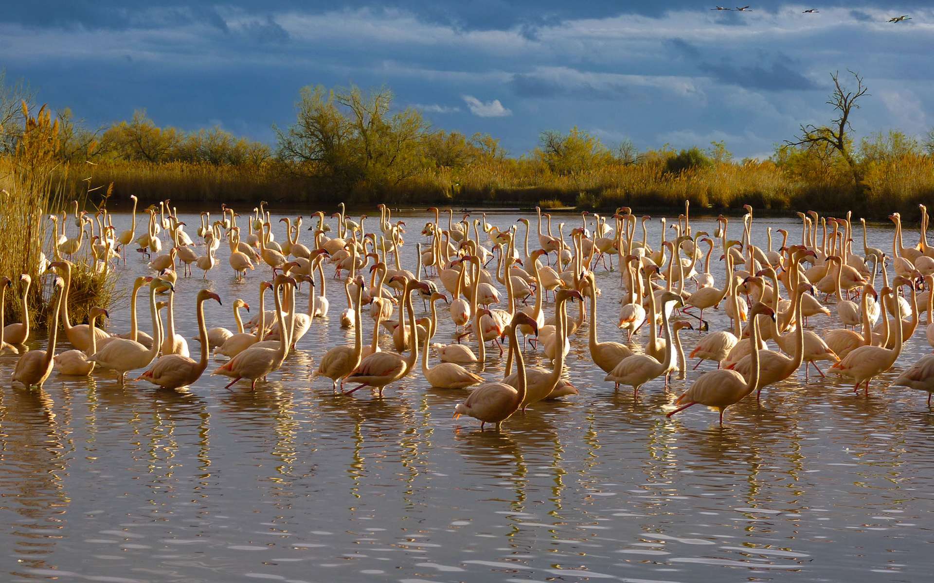 Camargue secrète : le dernier royaume des chevaux blancs