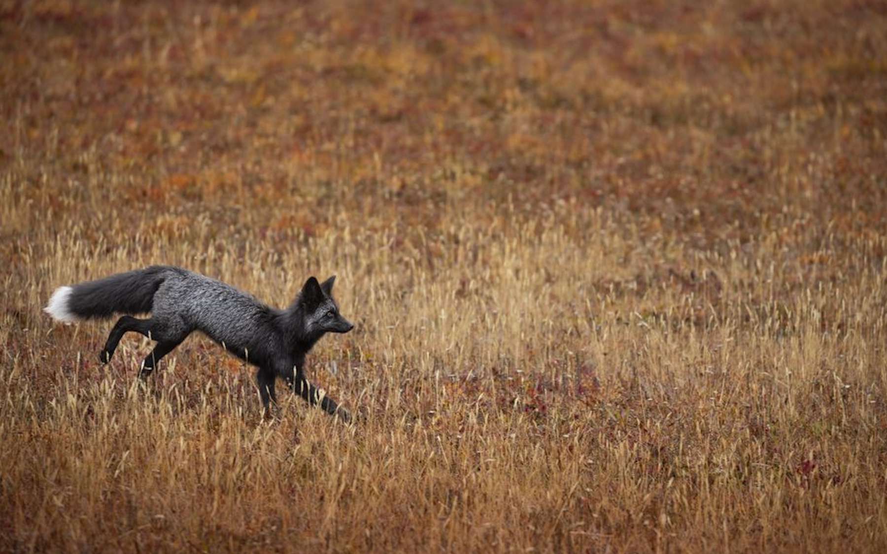 La photo de la semaine : le renard des Cascades se dévoile dans des images rares, alors qu'ils ne seraient plus qu'une cinquantaine
