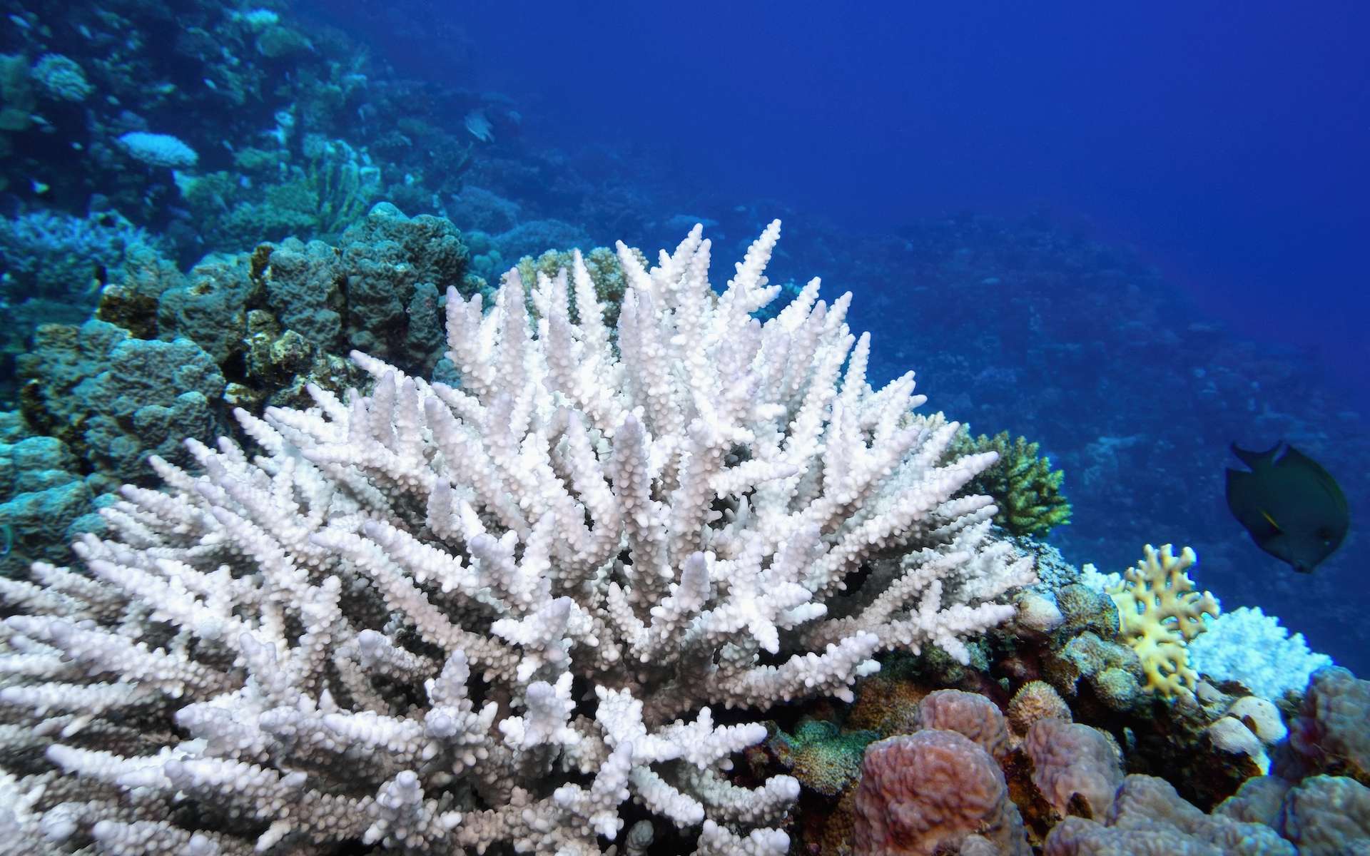 Plus de la moitié des coraux des océans ont blanchi en 3 ans : la réaction en chaîne laisse présager le pire !