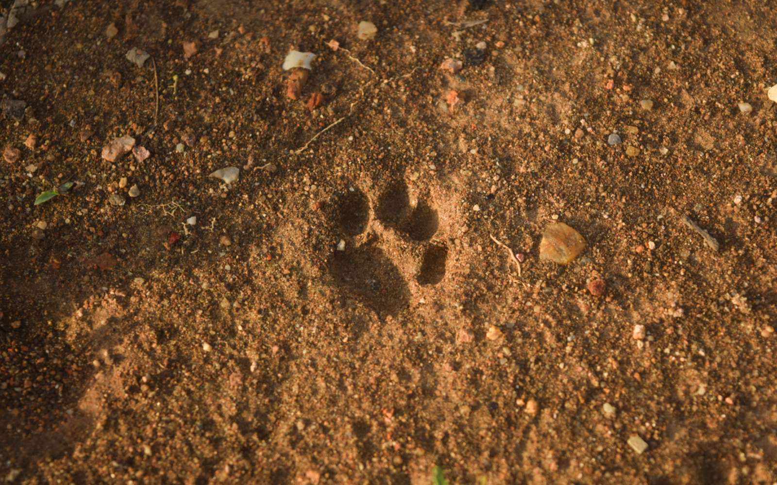 Voici le chat le plus menacé au monde surpris en pleine nature