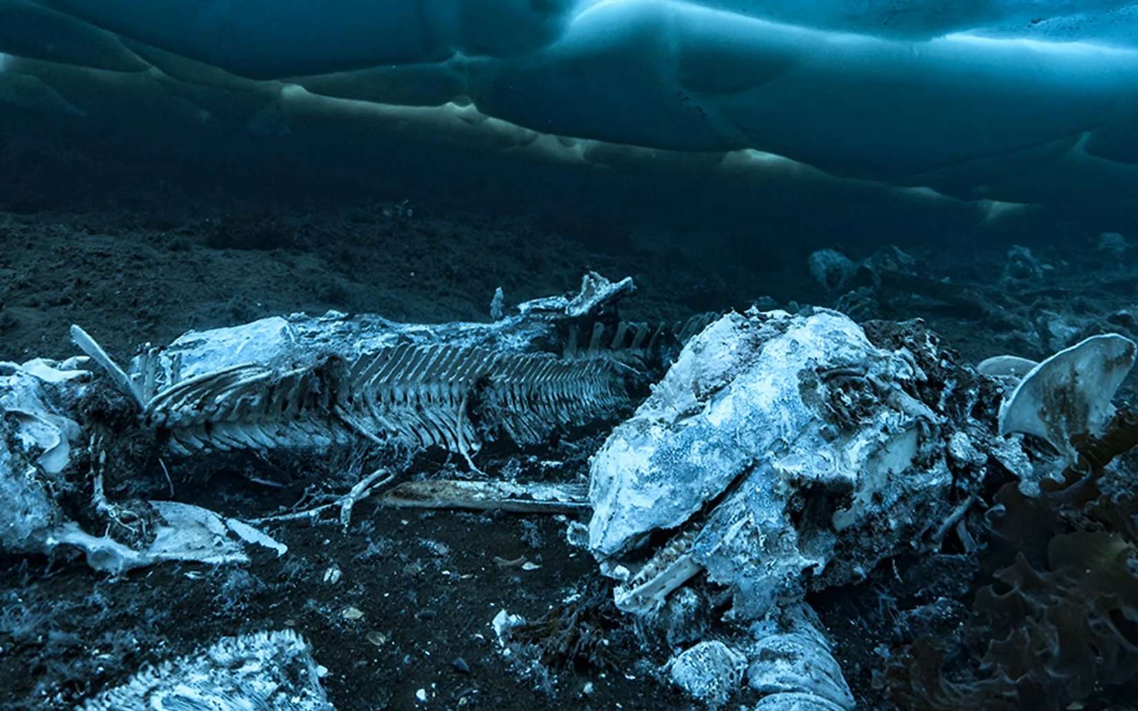 Ce que les baleines mortes font surgir dans les abysses vaut vraiment le détour