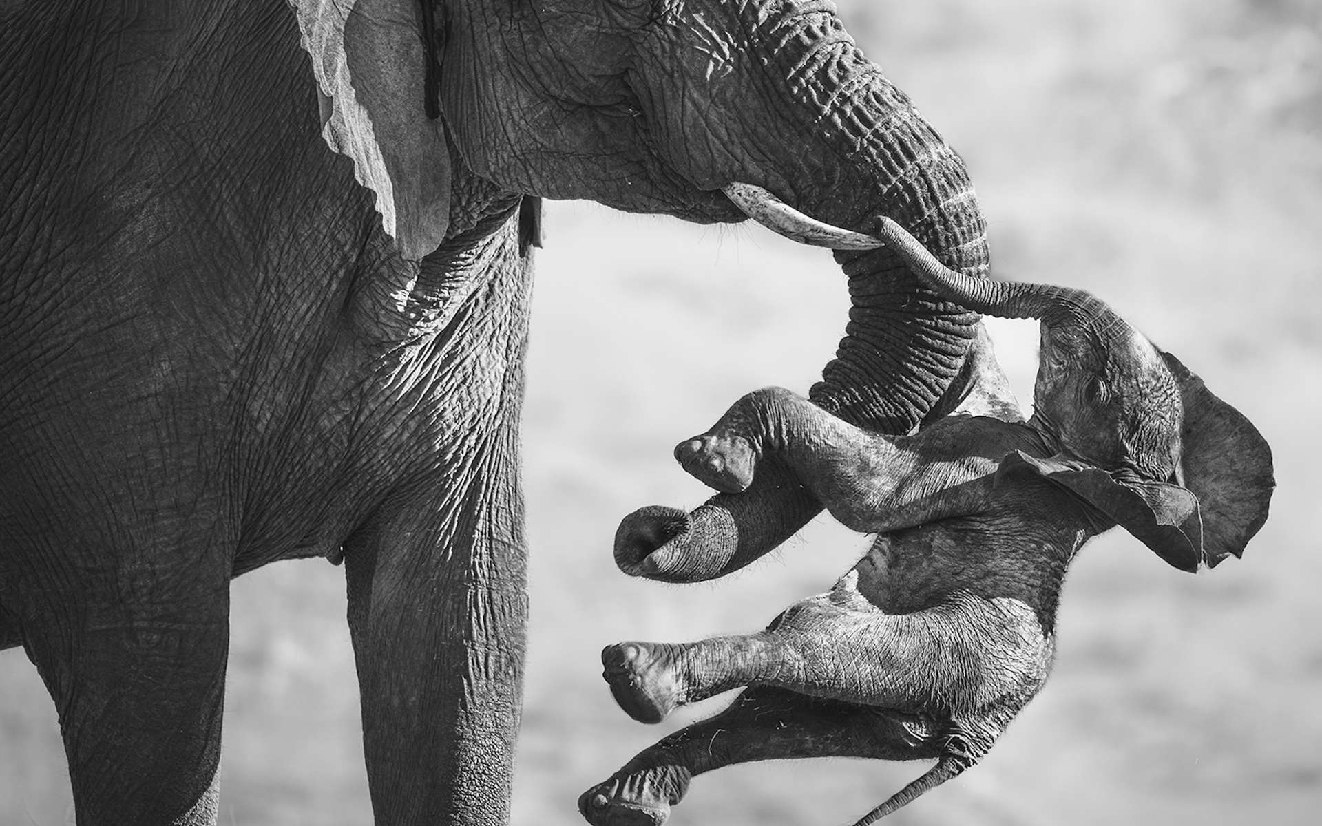 « Cette photo est un véritable choc » : une éléphante et son petit au coeur d'une scène qui bouleverse le monde