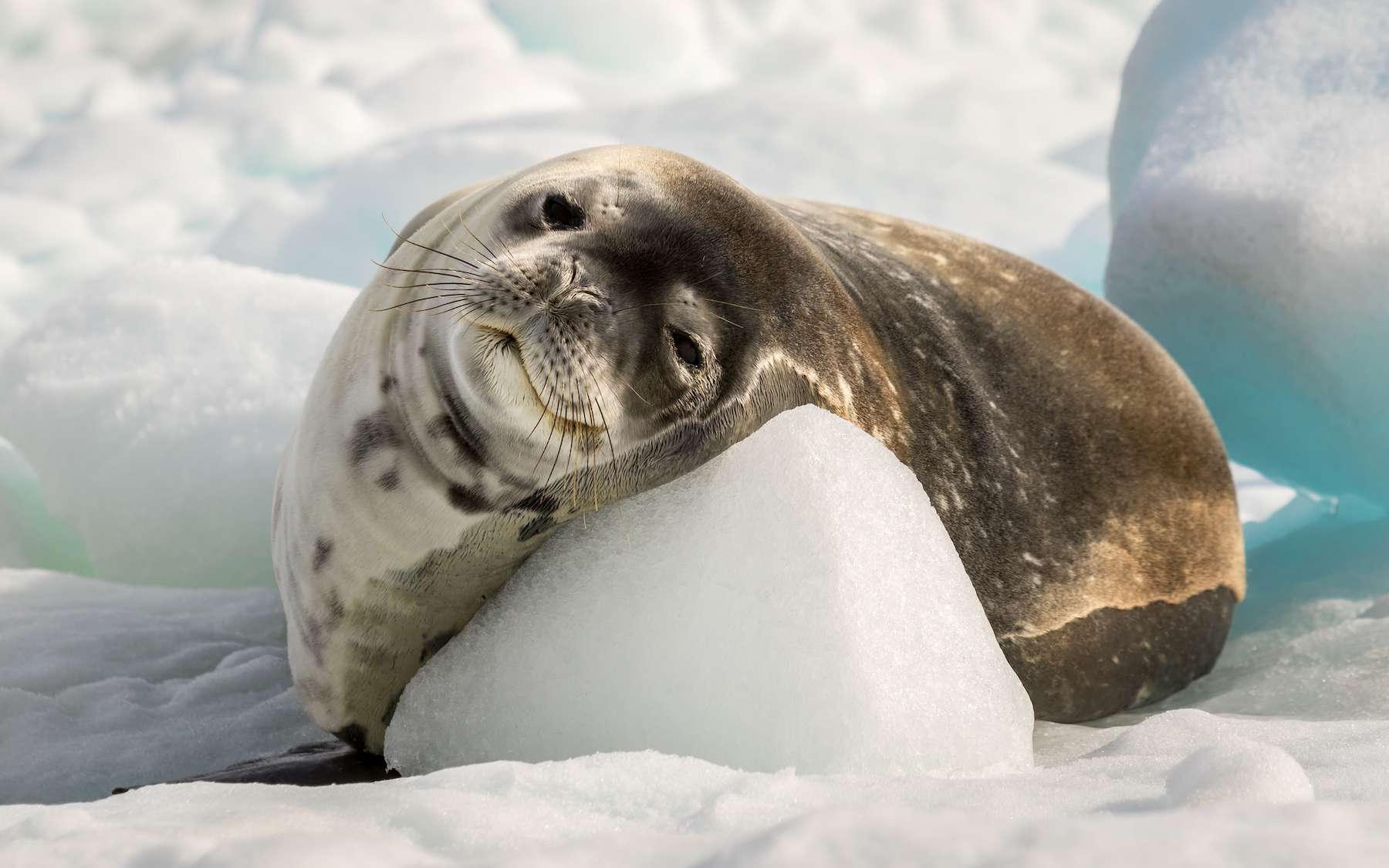 Moins de CO2, mais des océans 25 m plus hauts : ce paradoxe qui inquiète les chercheurs