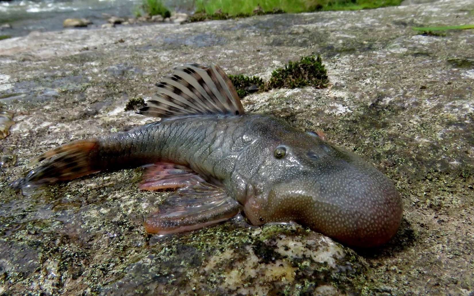 Une expédition en Amazonie révèle des créatures inconnues dont certaines restent un vrai mystère