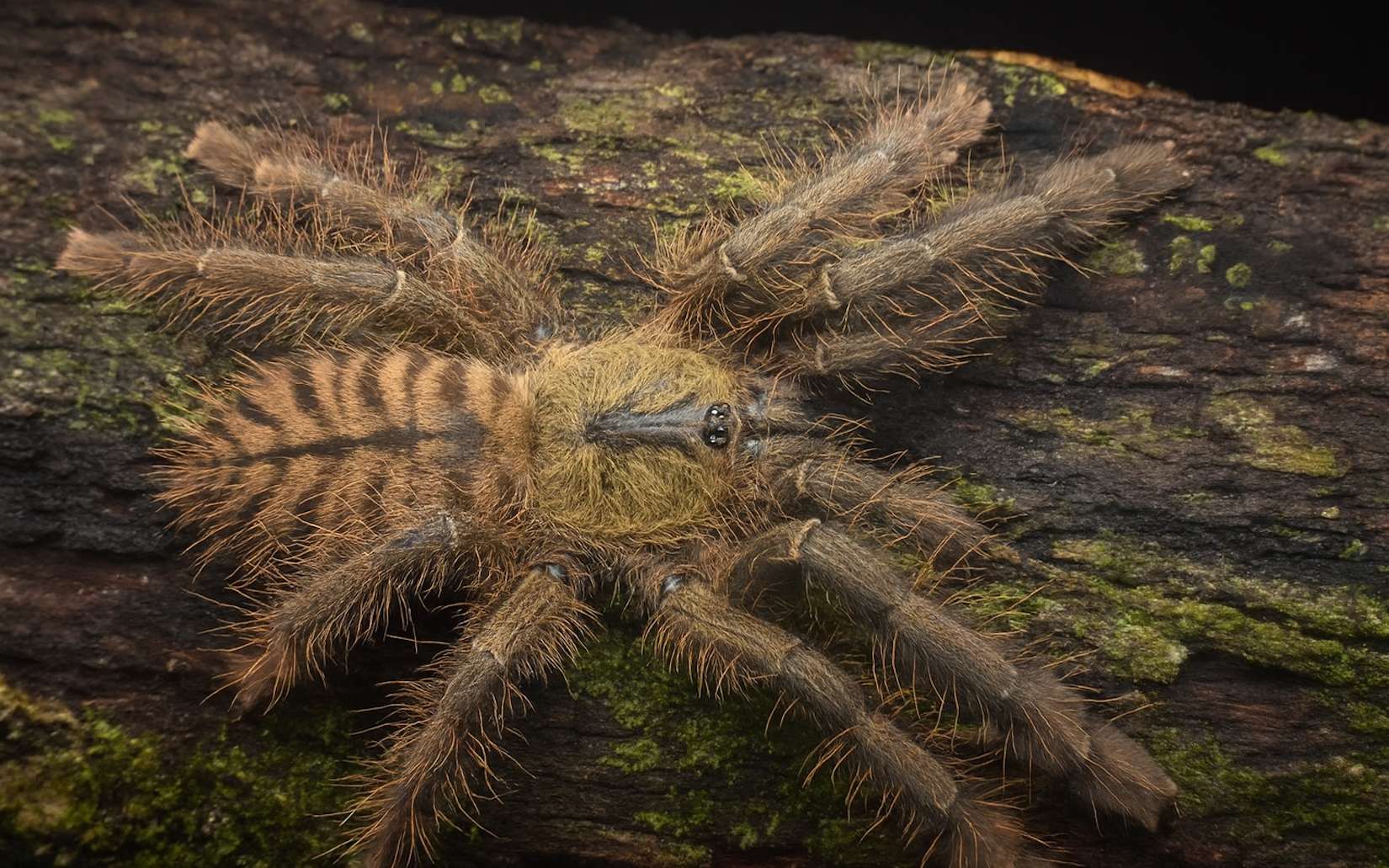 Mygale tigre : l’une des plus grandes araignées du monde n’était pas celle que l’on croyait