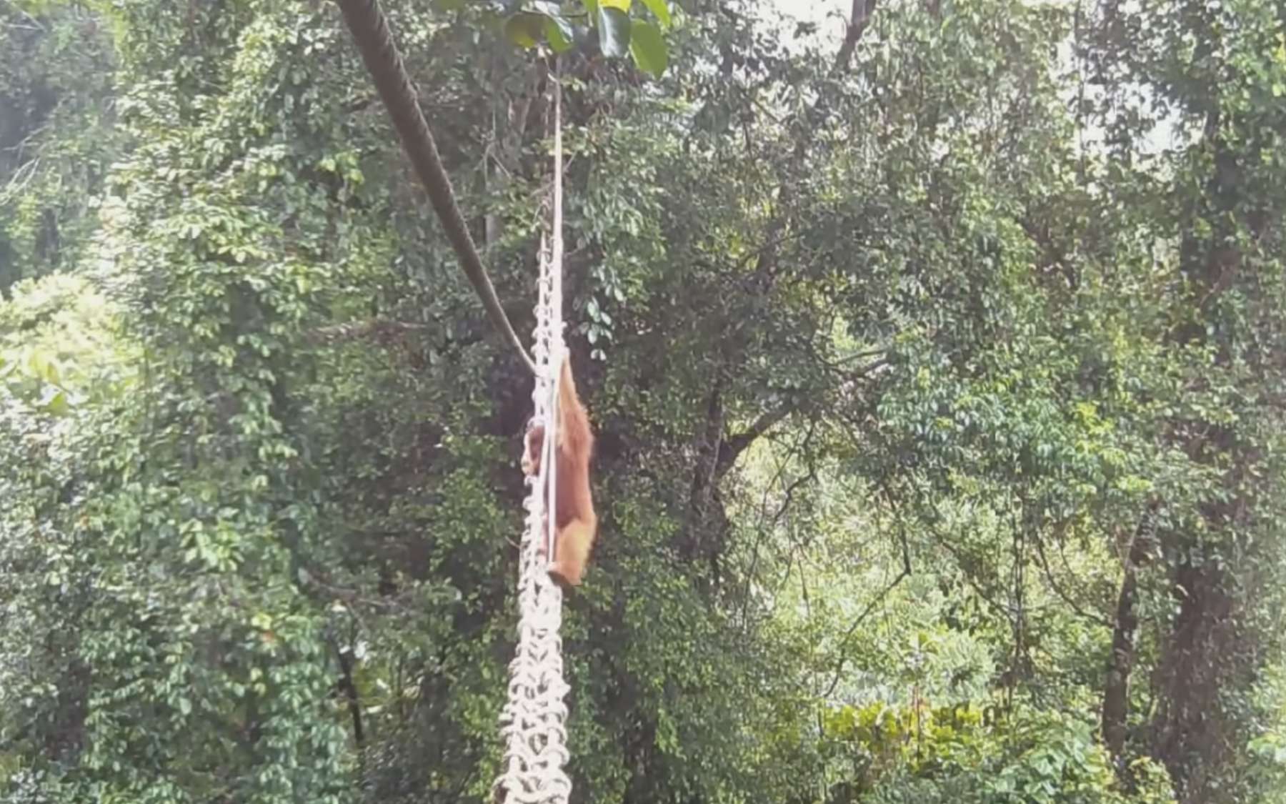 La photo de la semaine : l'instant où cet orang-outan ose enfin traverser ce pont au-dessus du vide, une image pleine d'espoir