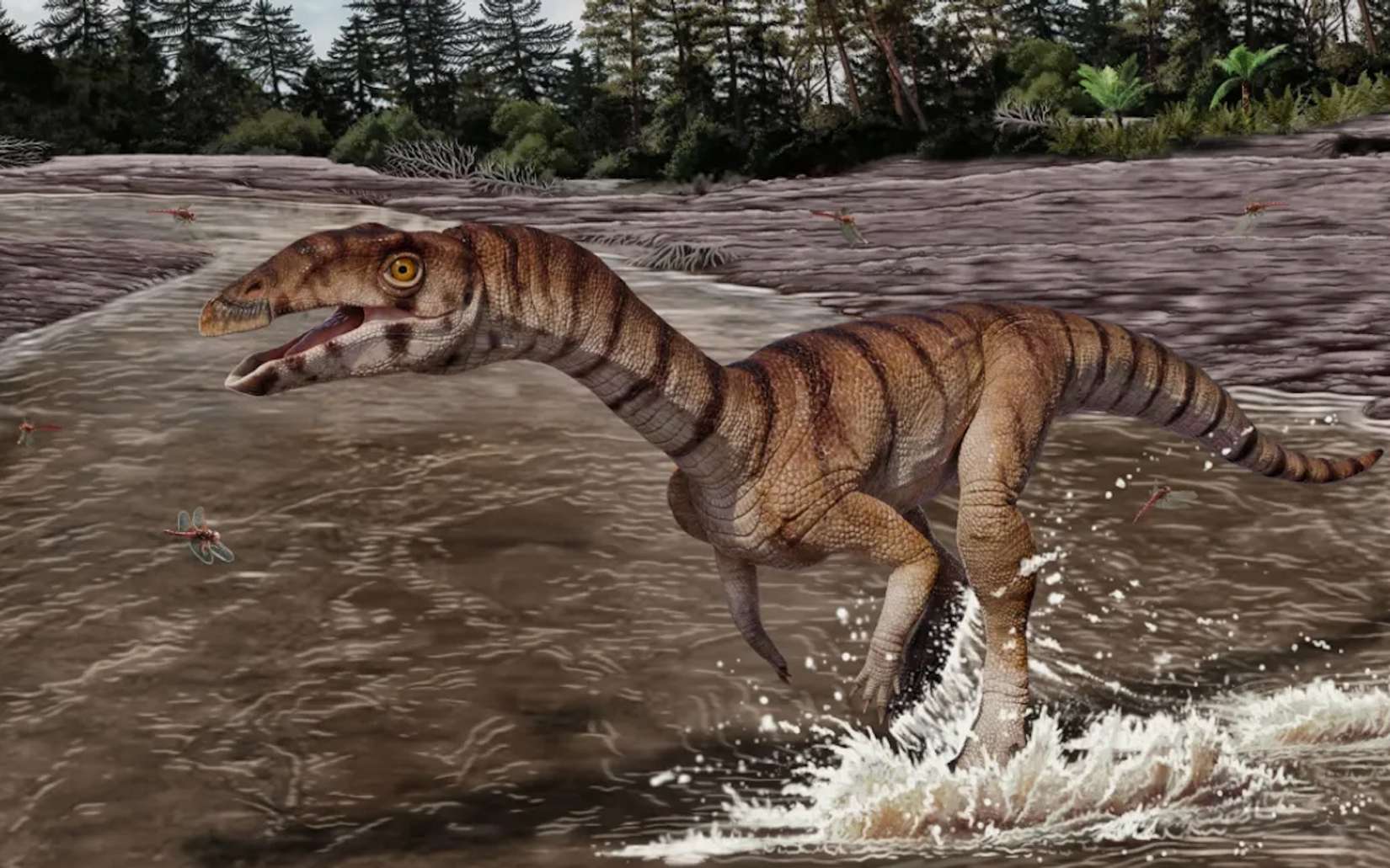 Voici la « sorcière crocodile », une créature édentée du Trias, vieille de 212 millions d'années, qui marchait sur deux jambes