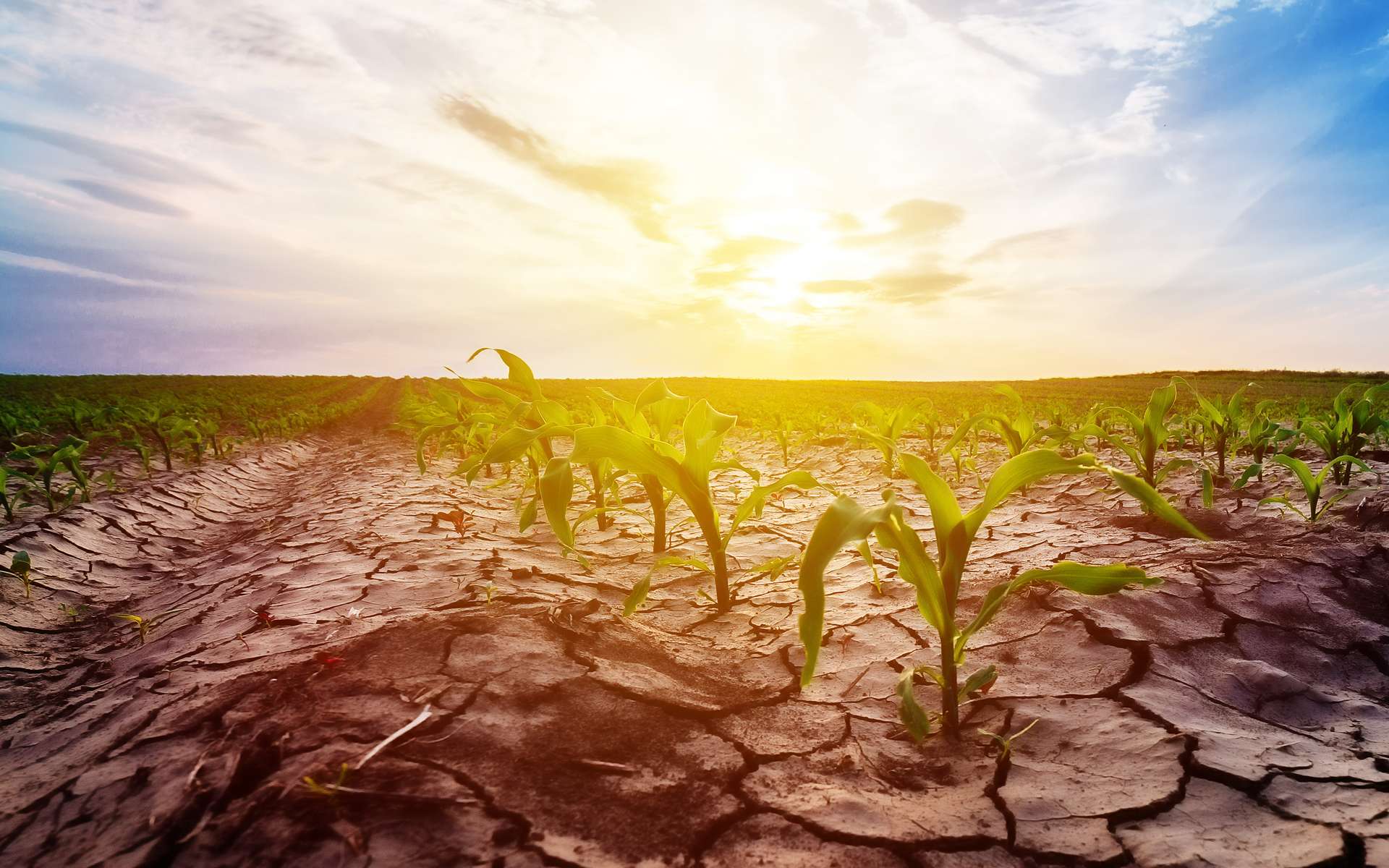 La carte qui inquiète : la sécheresse pourrait frapper presque toute la France fin avril !