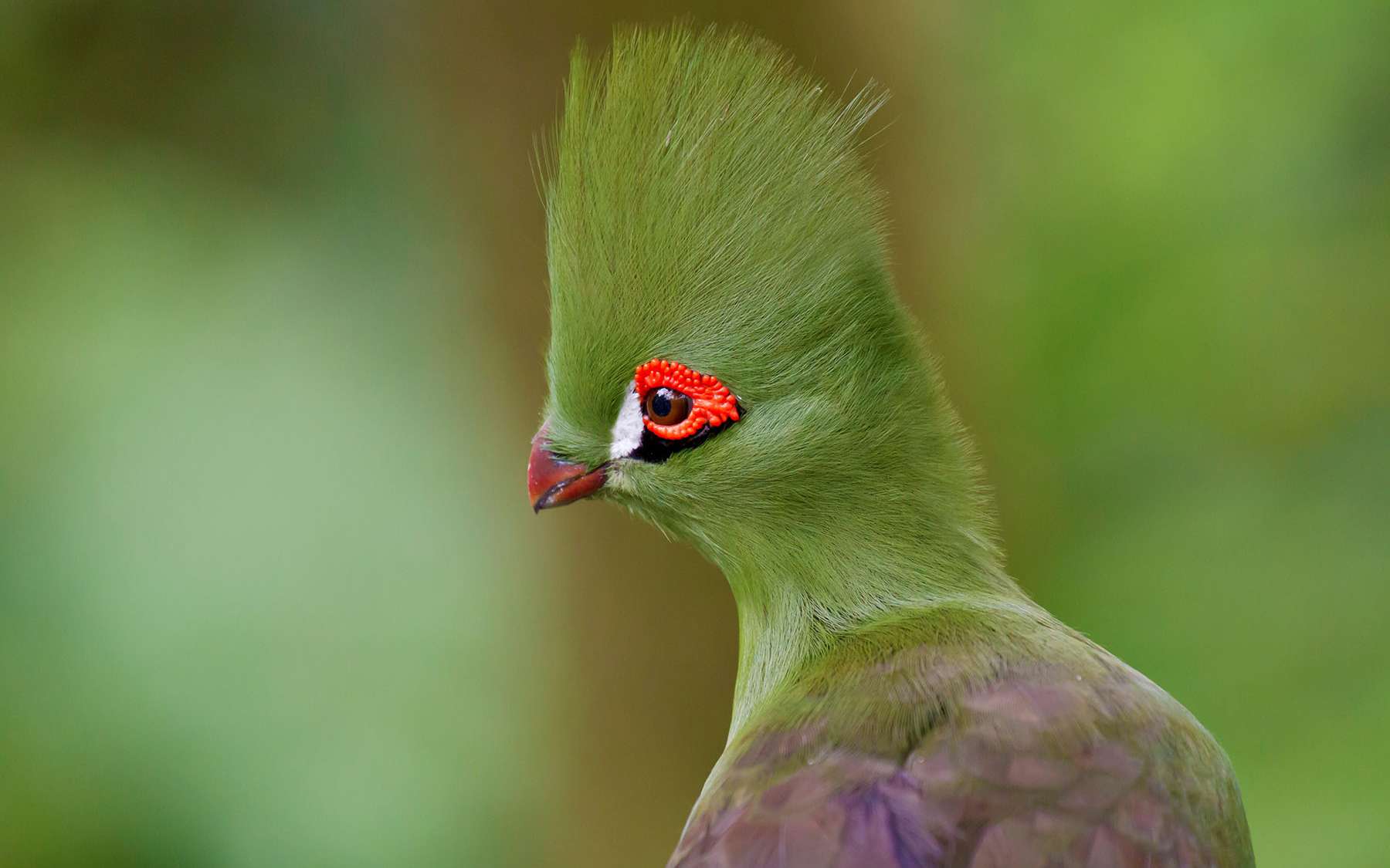 Éthiopie : cet oiseau spectaculaire joue un rôle clé dans les forêts d'Afrique de l'Est