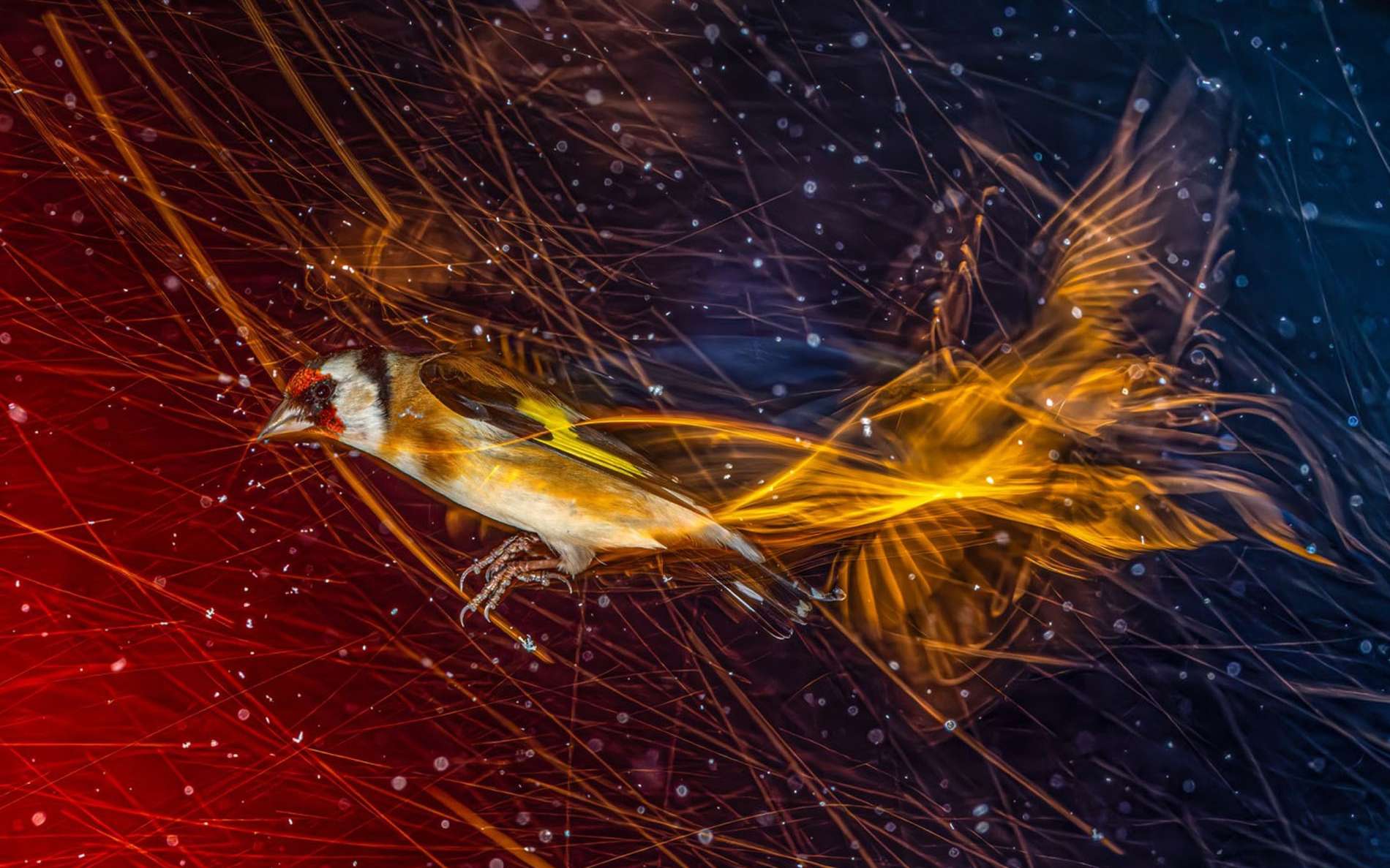 Ces photos révèlent ce que nos yeux ne voient jamais chez les oiseaux