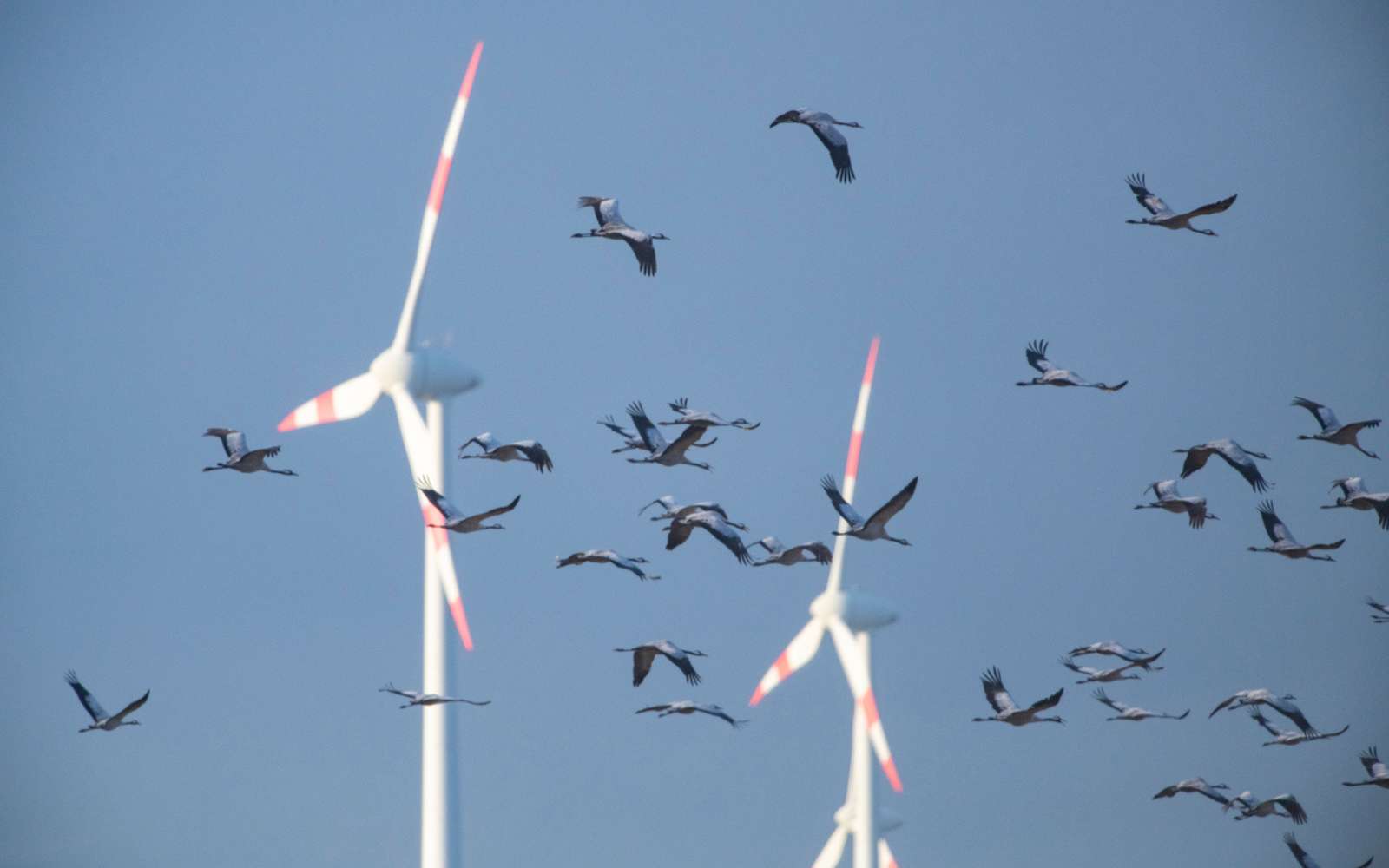 Des centaines d’oiseaux retrouvés morts : l'exploitant du parc d'éoliennes finit au tribunal
