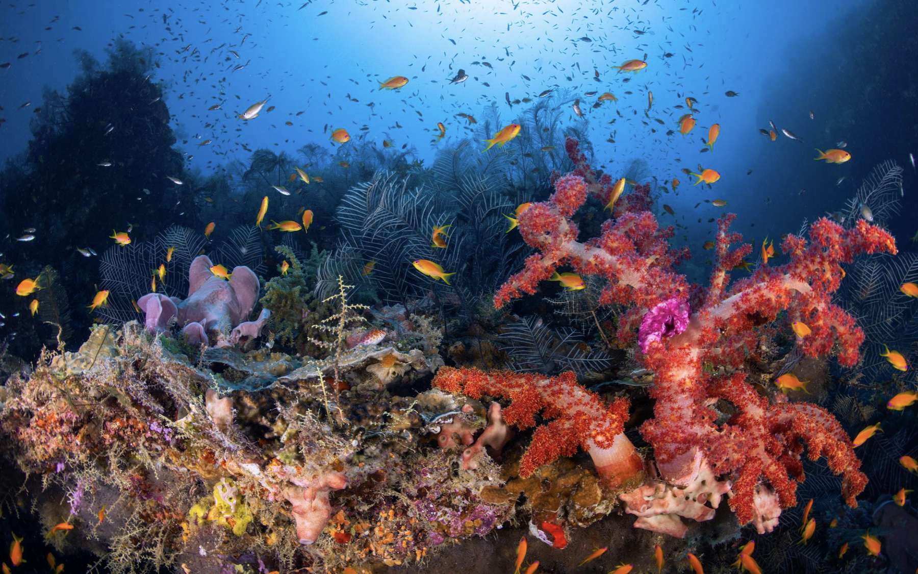 Il plonge là où presque personne ne va pour percer le secret de la zone crépusculaire du lagon de Mayotte