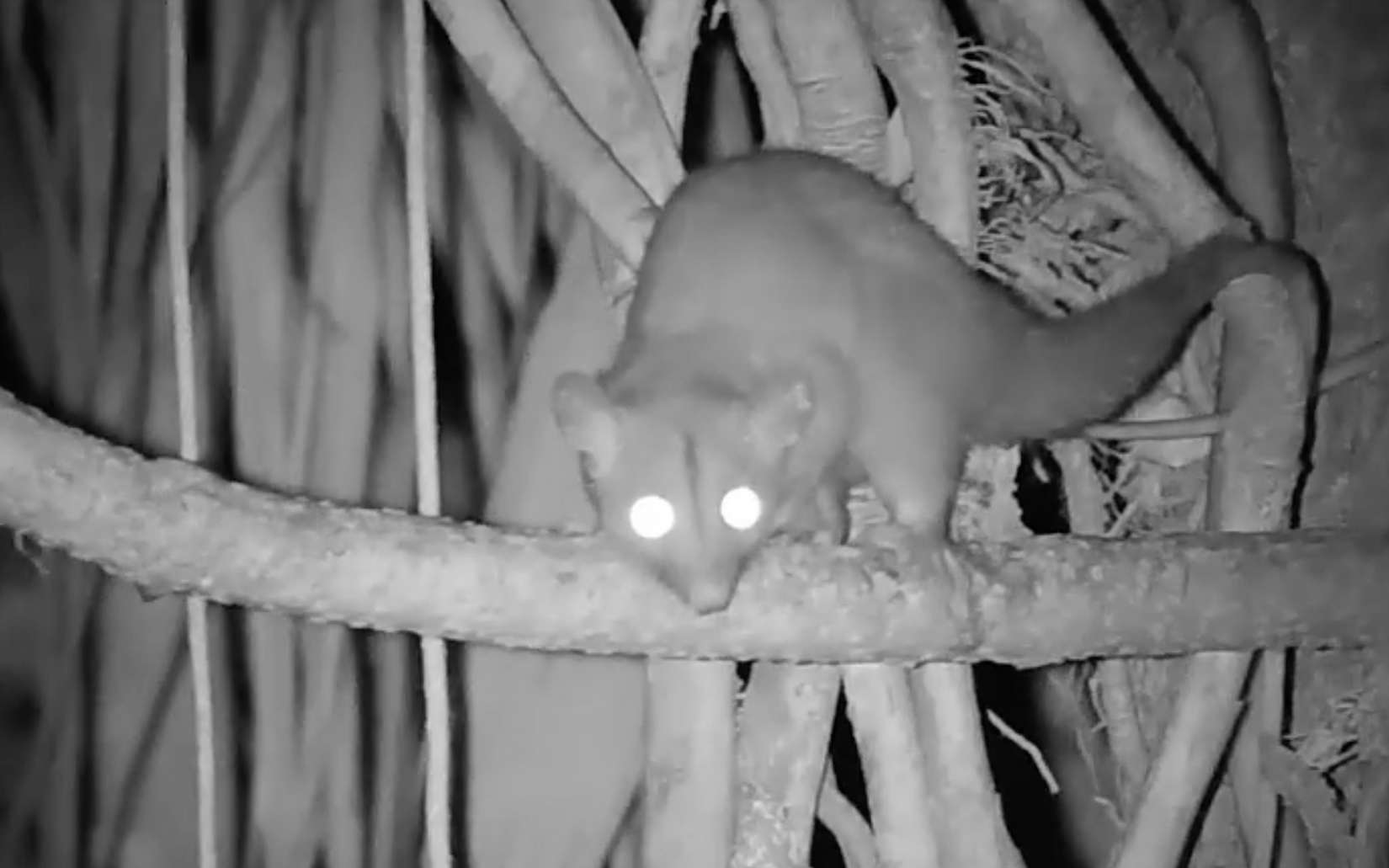 Ils ont filmé la cime des arbres toute la nuit : ce qui apparaît dans l'obscurité est fascinant