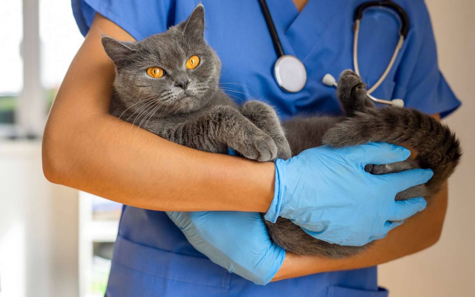 Voici le chat qui, sans le savoir, a permis d'identifier deux nouveaux virus