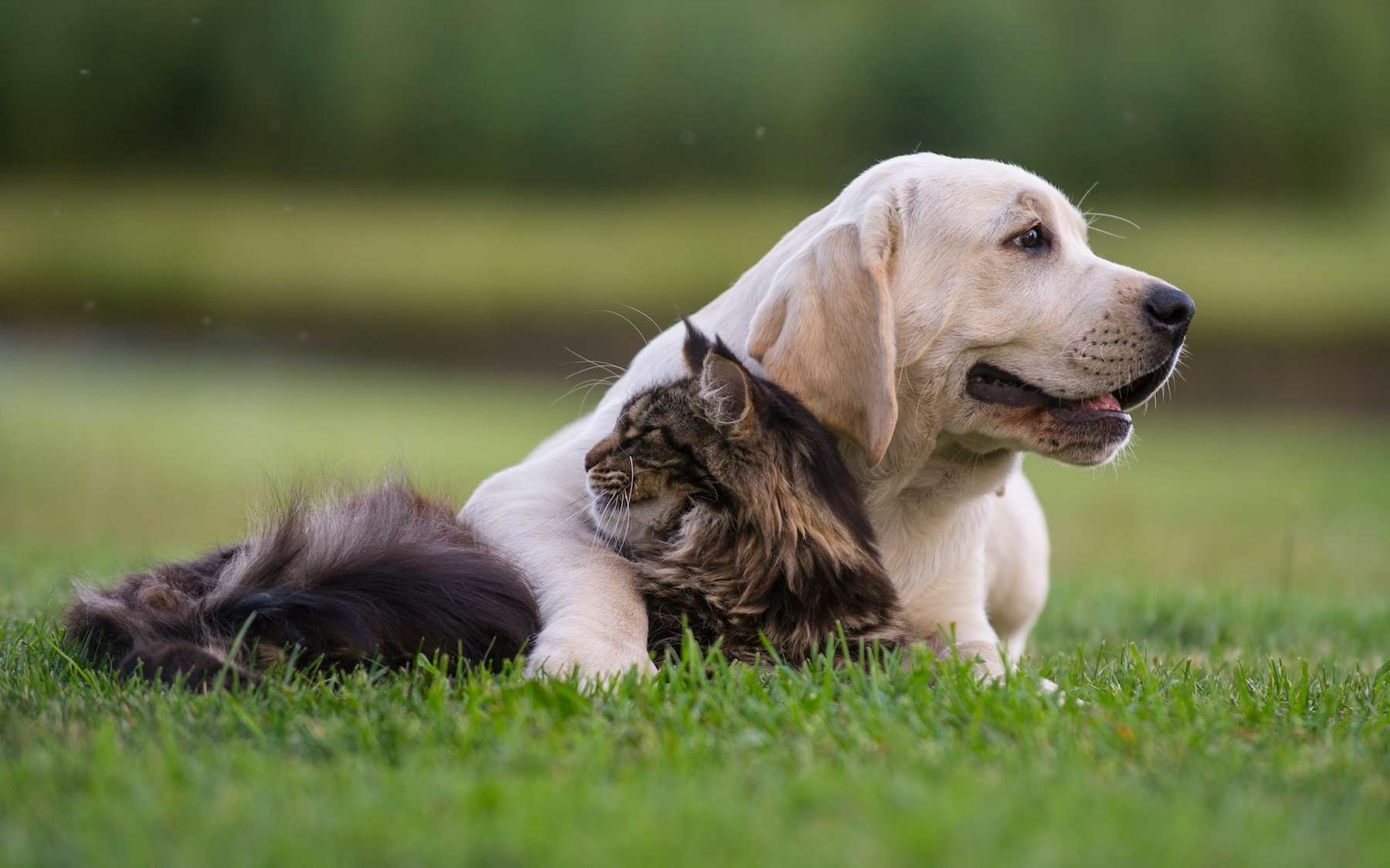 Chiens, chats et stress : ce que révèle cette étude pourrait surprendre leurs propriétaires