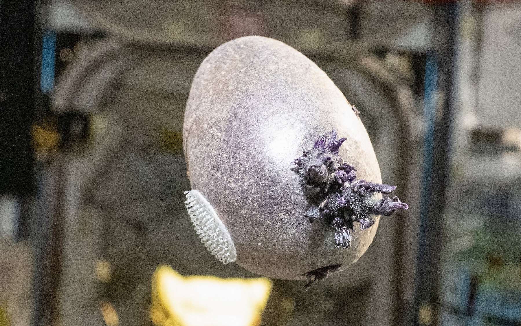 On a cru à un œuf Alien dans l’espace… La réalité derrière l’image est plus inattendue encore