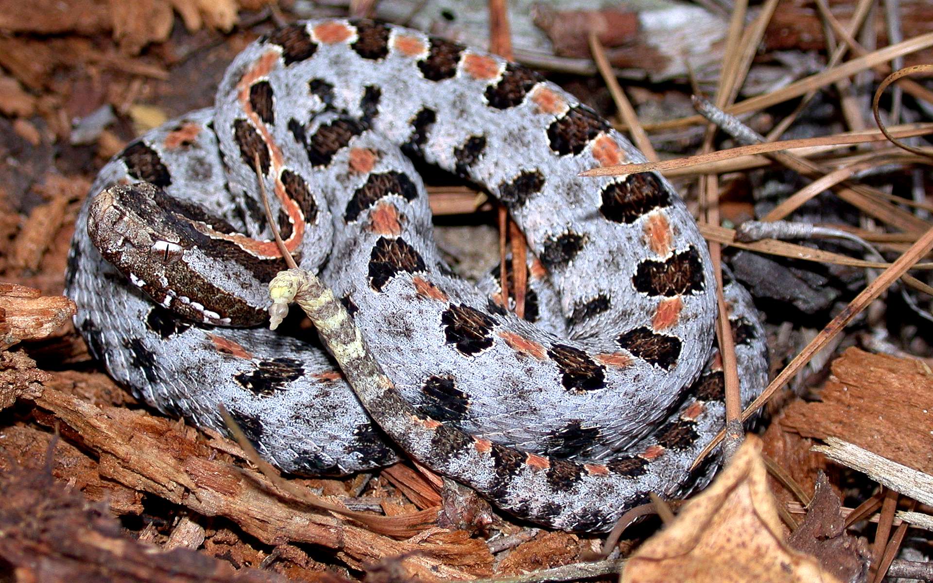 Le serpent à sonnette pygmée, un prédateur super-équipé qui protège aussi ses bébés