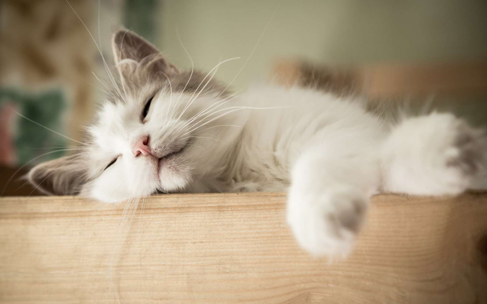 Dormir 16 h par jour sans se faire surprendre : voici la ruse fascinante des chats révélée par les chercheurs