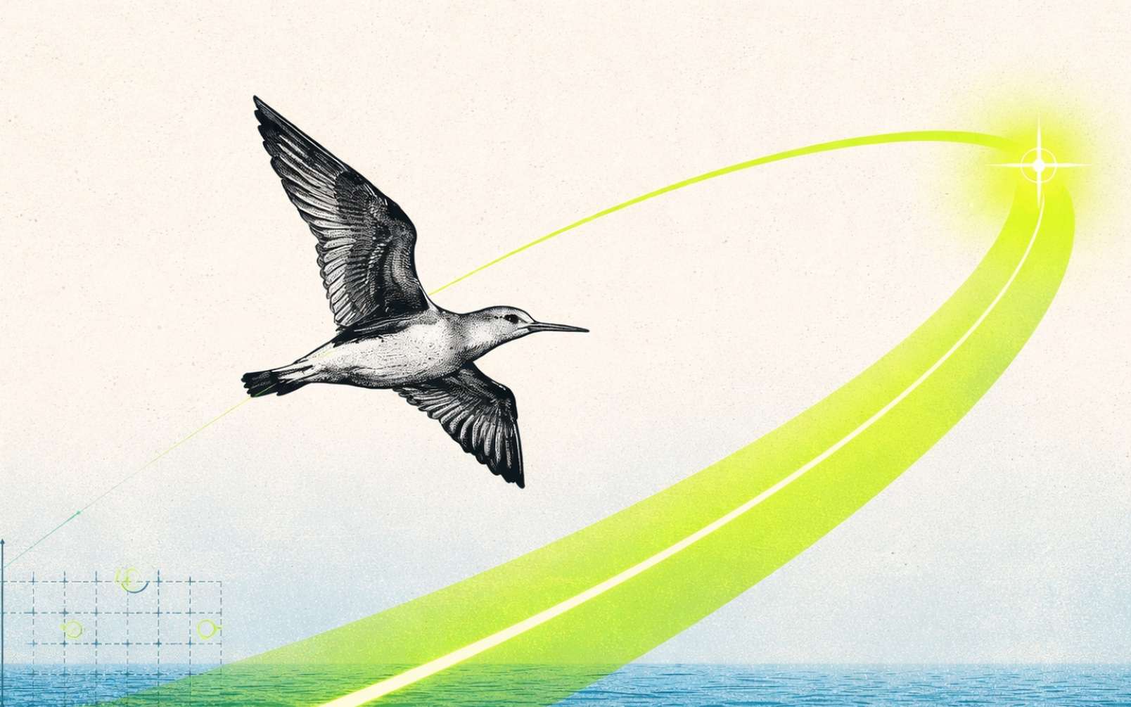 Les données sont formelles : cet oiseau a traversé l’océan sur une distance hallucinante en 11 jours seulement !