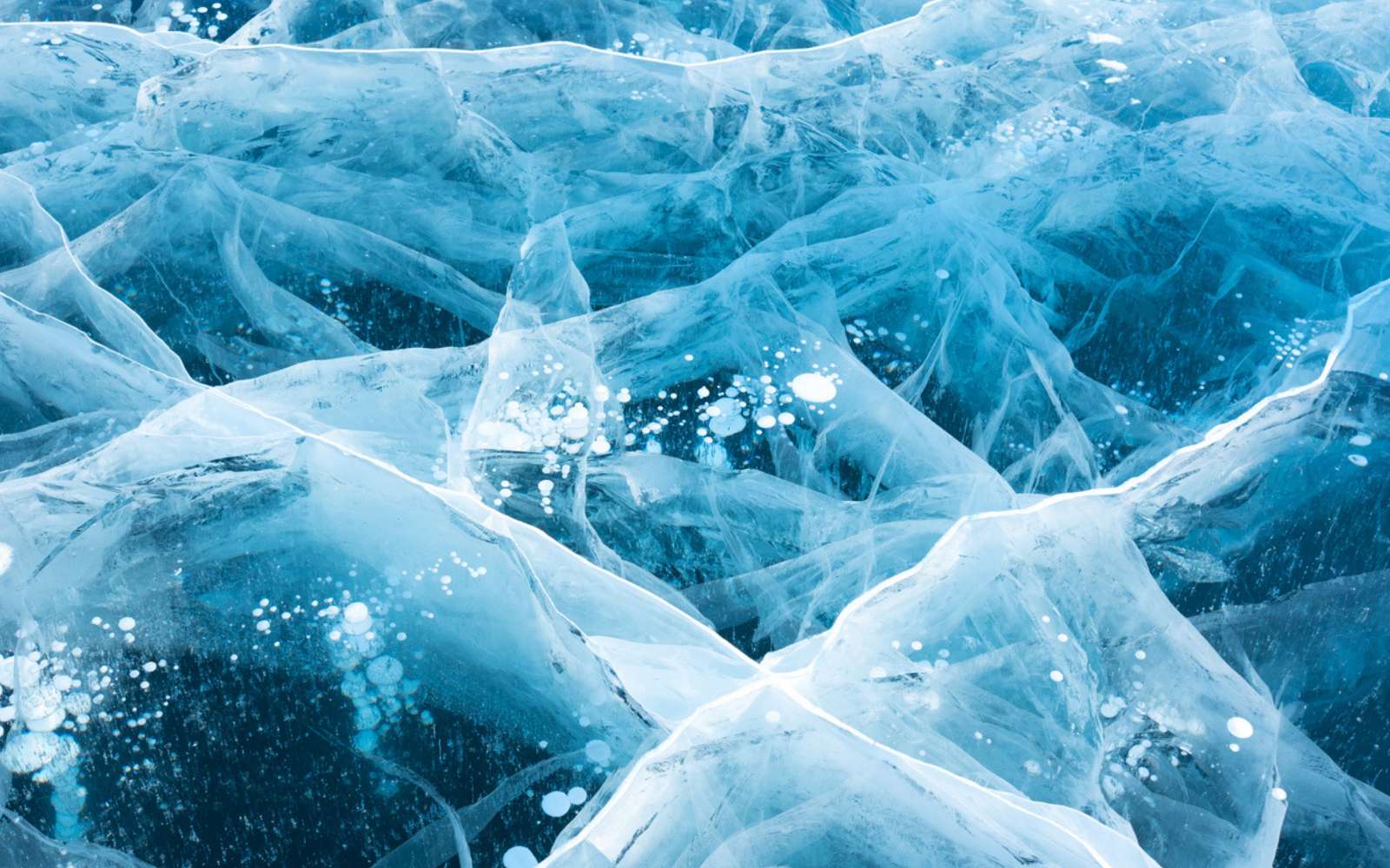 Voici l'étonnante créature capable de rester congelée pendant des années sans en garder la moindre séquelle