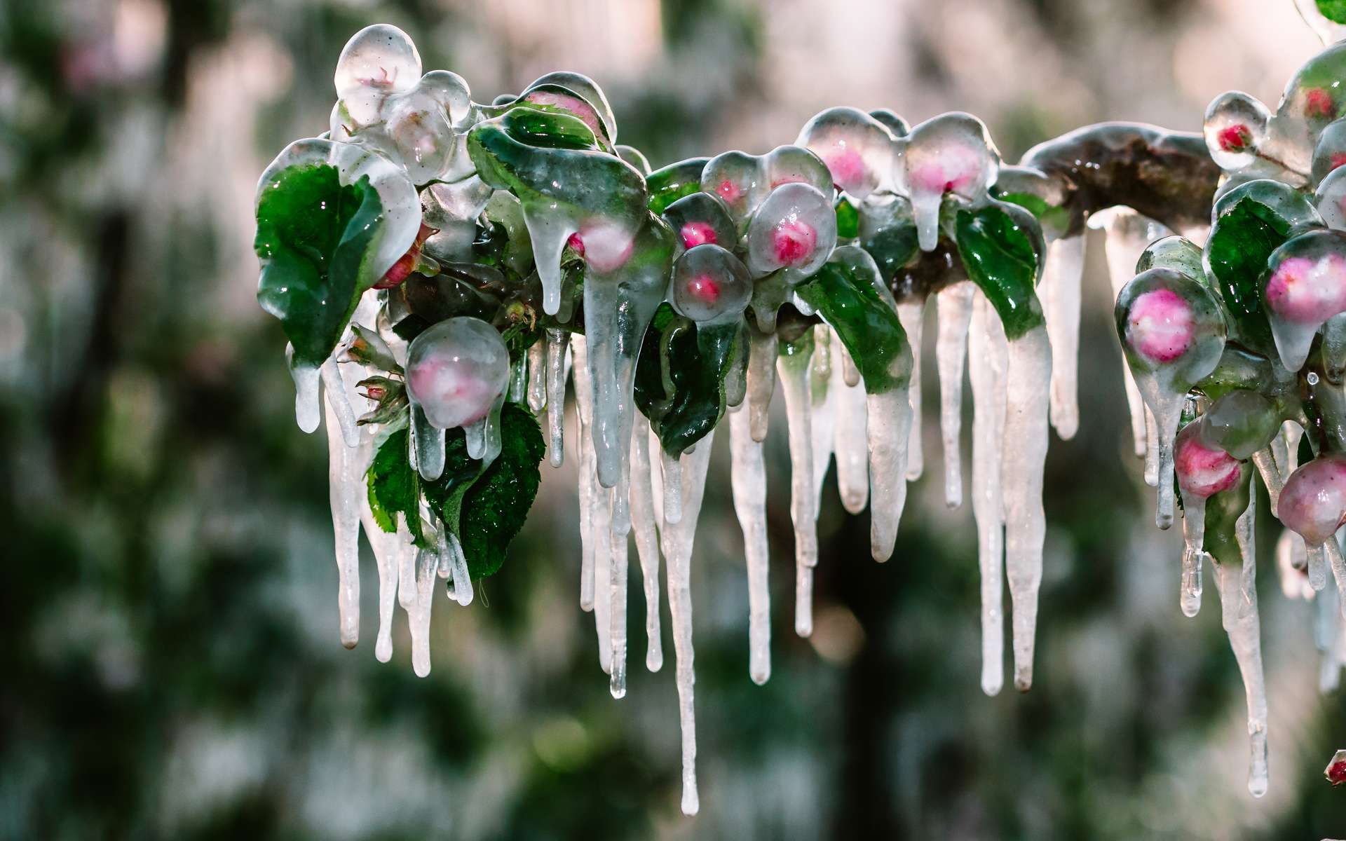 Des gelées dévastatrices en prévision : le changement de temps fait craindre une catastrophe agricole